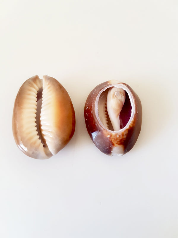 Κοχύλι 27-34mm φυσικό Coconut Brown σε συσκευασία 10 τεμαχίων - So Cute Cut