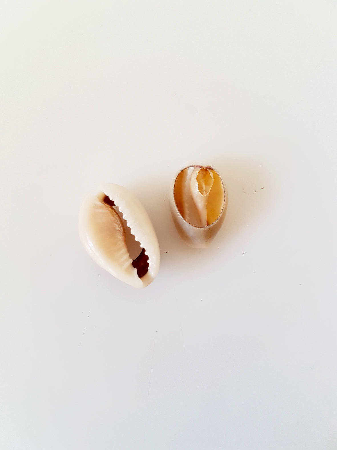 Κοχύλι (8~10 mm) σε συσκευασία 100 τεμαχίων - So Cute Cut